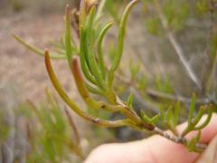 Pteronia flexicaulis