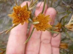 Pteronia flexicaulis