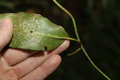 Leichhardtia flavescens