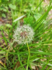 Taraxacum officinale