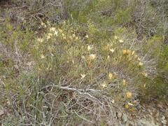 Pteronia flexicaulis