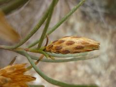 Pteronia flexicaulis