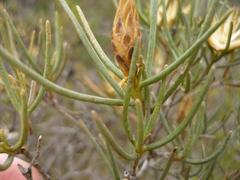 Pteronia flexicaulis