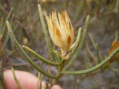 Pteronia flexicaulis