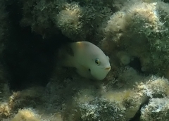 Dascyllus marginatus
