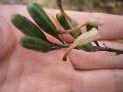 Astroloba rubriflora