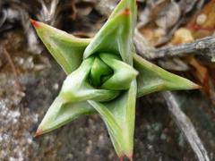 Astroloba rubriflora