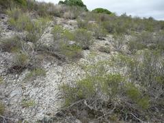 Astroloba rubriflora