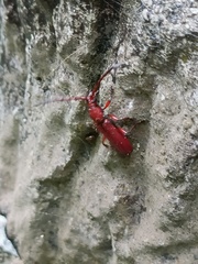 Pyrestes