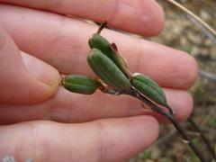 Astroloba rubriflora