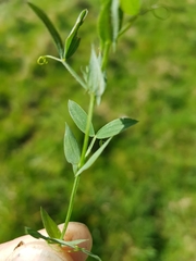Lathyrus pratensis