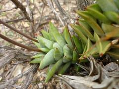 Astroloba rubriflora