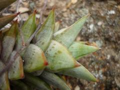 Astroloba rubriflora