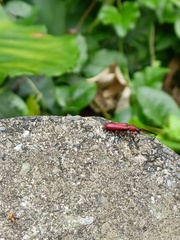 Pyrestes