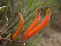 Astroloba rubriflora
