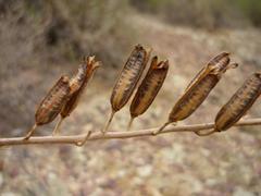Astroloba rubriflora