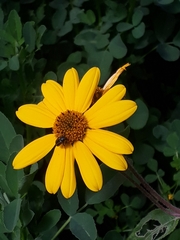 Astylus vittaticollis