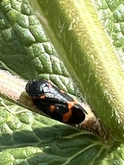 Cercopis intermedia