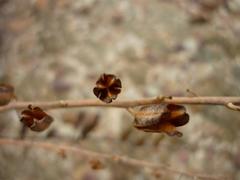 Astroloba rubriflora