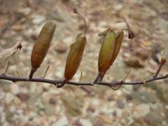 Astroloba rubriflora