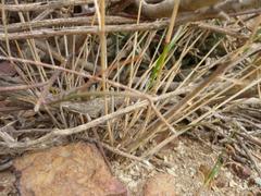 Astroloba rubriflora