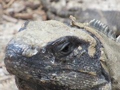Ctenosaura oedirhina