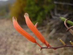 Astroloba rubriflora