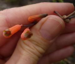 Astroloba rubriflora