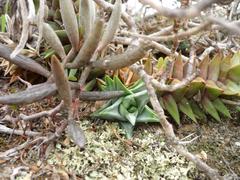 Astroloba rubriflora