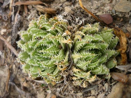 Haworthia herbacea (Mill.) Stearn