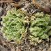 Leafy Haworthia - Photo (c) Lizelle Erasmus, some rights reserved (CC BY-NC), uploaded by Lizelle Erasmus