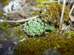 Haworthia herbacea