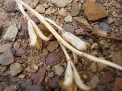Haworthia herbacea