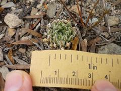 Haworthia herbacea