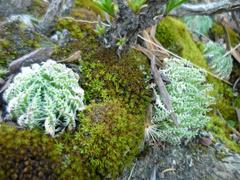 Haworthia herbacea