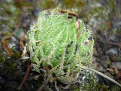Haworthia herbacea