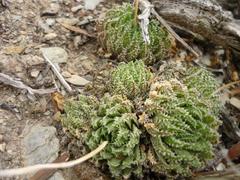 Haworthia herbacea