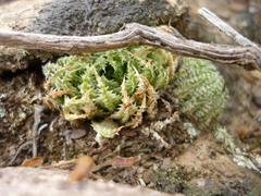 Haworthia herbacea