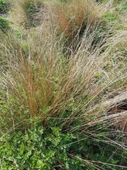 Juncus inflexus