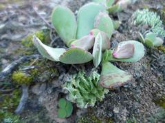 Haworthia herbacea