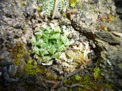Haworthia herbacea