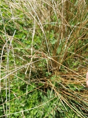 Juncus inflexus