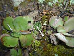 Haworthia herbacea