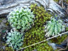 Haworthia herbacea