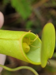 Thomisus nepenthiphilus