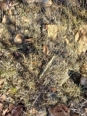 Selaginella dregei