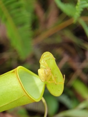 Thomisus nepenthiphilus