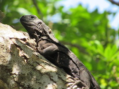 Ctenosaura oedirhina
