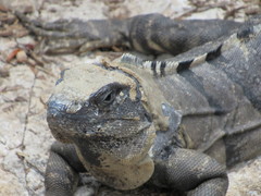 Ctenosaura oedirhina