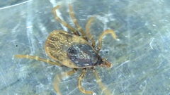 Ixodes frontalis